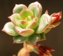 Ешеверия (Echeveria multicaulis)