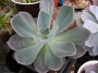 Ешеверия (Echeveria blue prince)