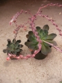 Ешеверия (Echeveria)