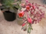 Ешеверия (Echeveria)