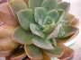 Ешеверия (Echeveria)