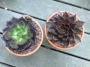 Ешеверия (Echeveria affinis Black Knight)