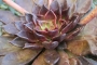Ешеверия (Echeveria affinis Black Knight)