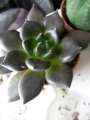 Ешеверия (Echeveria affinis Black Knight)
