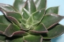Ешеверия (Echeveria agavoides rubella)