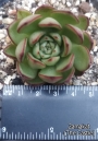 Ешеверия (Echeveria agavoides Eve Night)