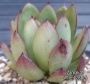 Ешеверия (Echeveria agavoides Eve Night)