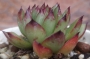 Ешеверия (Echeveria agavoides Eve Night)