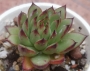 Ешеверия (Echeveria agavoides Eve Night)