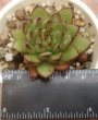 Ешеверия (Echeveria agavoides Eve Night)