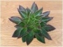 Ешеверия (Echeveria agavoides rubella)