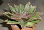 Ешеверия (Echeveria agavoides rubella)