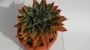 Ешеверия (Echeveria agavoides rubella)