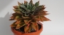 Ешеверия (Echeveria agavoides rubella)