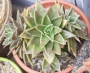 Ешеверия (Echeveria agavoides rubella)