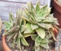 Ешеверия (Echeveria agavoides rubella)