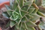 Ешеверия (Echeveria agavoides rubella)