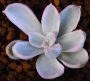 Ешеверия (Echeveria Berkeley Light, 伯克利錦)