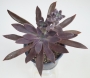 Ешеверия (Echeveria Bifida New Hybrid)