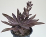 Ешеверия (Echeveria Bifida New Hybrid)
