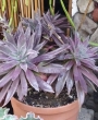 Ешеверия (Echeveria Bifida New Hybrid)