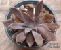 Ешеверия (Echeveria Bifida New Hybrid)
