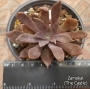 Ешеверия (Echeveria Bifida New Hybrid)