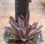 Ешеверия (Echeveria Bifida New Hybrid)
