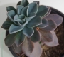 Ешеверия (Echeveria blue prince)