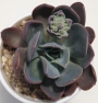 Ешеверия (Echeveria blue prince)