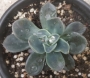 Ешеверия (Echeveria blue prince)