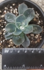 Ешеверия (Echeveria blue prince)