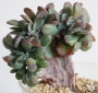 Ешеверия (Echeveria Bryan Rose Crested Echeveria Briar Rose crest)