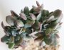 Ешеверия (Echeveria Bryan Rose Crested Echeveria Briar Rose crest)