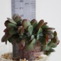 Ешеверия (Echeveria Bryan Rose Crested Echeveria Briar Rose crest)