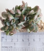 Ешеверия (Echeveria Bryan Rose Crested Echeveria Briar Rose crest)