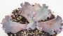 Ешеверия (Echeveria Candy Wright)