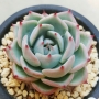 Ешеверия (Echeveria chihuahuaensis Ruby Blush)