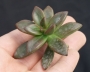 Ешеверия (ECHEVERIA COMPRESSICAULIS)