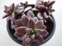 Ешеверия (ECHEVERIA COMPRESSICAULIS)