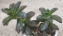 Ешеверия (ECHEVERIA COMPRESSICAULIS)