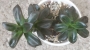 Ешеверия (ECHEVERIA COMPRESSICAULIS)