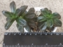 Ешеверия (ECHEVERIA COMPRESSICAULIS)