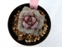 Ешеверия (Echeveria cv. German Champagne, エケベリア ドイツシャンペン)
