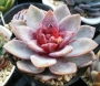 Ешеверия (Echeveria cv. German Champagne, エケベリア ドイツシャンペン)