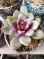 Ешеверия (Echeveria cv. German Champagne, エケベリア ドイツシャンペン)