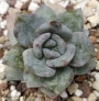Ешеверия (Echeveria cv. German Champagne, エケベリア ドイツシャンペン)