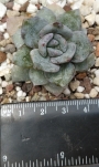 Ешеверия (Echeveria cv. German Champagne, エケベリア ドイツシャンペン)