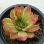 Ешеверия (Echeveria sp)