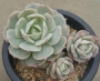 Ешеверия (Echeveria cv. Onslow)